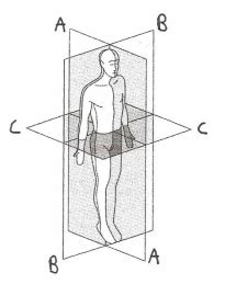 Anatomical position describes the orientation of a body or body parts. Blank Anatomical Position Diagram / 12 Best Images of ...