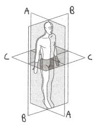 These are 3 planes that indicate the direction in which the motion has occurred. Chapter 1 Planes, Regions, Ans Labeling ID-ing - Anatomy ...