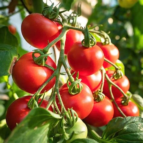 Grafted Tomato Plant F1 Shirley Suttons