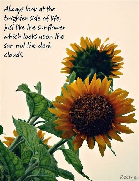 Sunflowers Sunflower Quotes Flower Quotes Flower Quotes Love