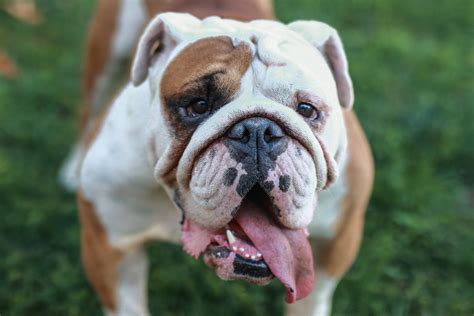 English Bulldog Health Issues Symptoms Beloved Dog Breed English