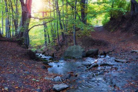 Beautiful Forest With Creek In A Golden Autumn Nature Stock Image