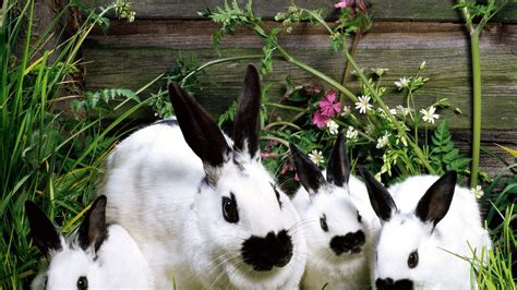 Conejos Domésticos De Dos Colores 1920x1080 Fondos De Pantalla Y