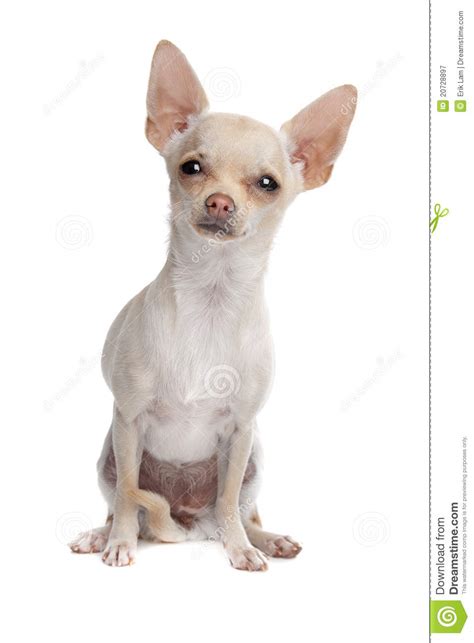 Check out our chihuahua short hair selection for the very best in unique or custom, handmade pieces from our shops. Short Haired Chihuahua Royalty Free Stock Photography ...