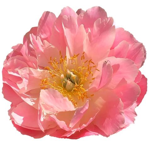 Premium Photo Pink Peony Flower