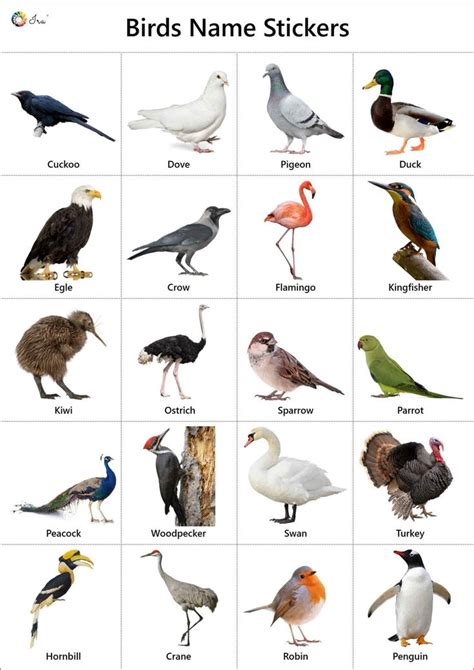 Birds Names In English Pictures Videos Charts Ira Parenting In