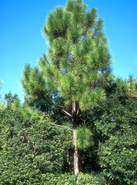 Pinus Elliottii Slash Pine 8 Ft Trees Siteone