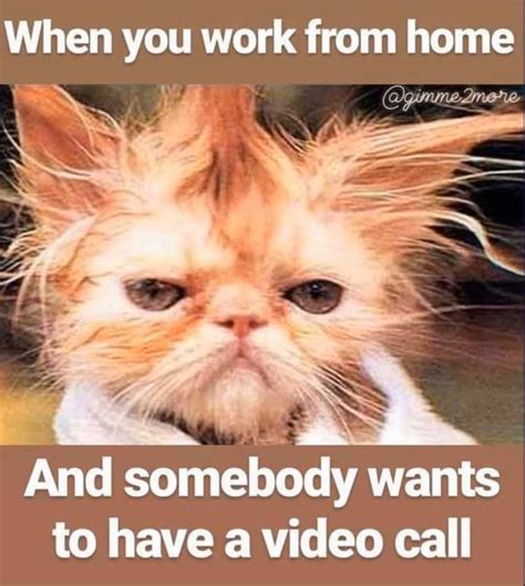 Pin By April Addington On Animal Memes Working From Home Meme Work