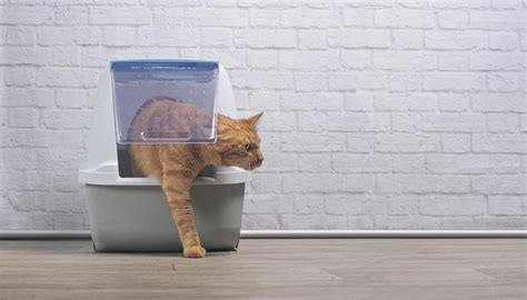 When A Cat Stops Using The Litter Box Heres How To Fix It