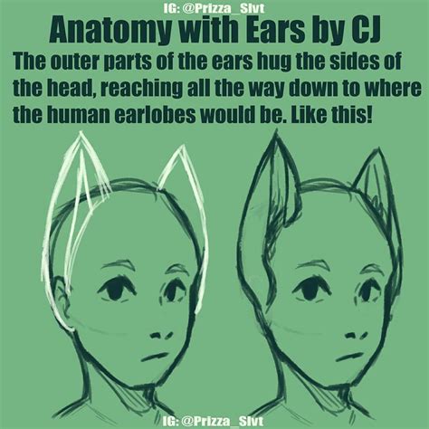How To Draw Cartoon Cat Ears 752x1063 Learn Manga Basics Cat Ears By