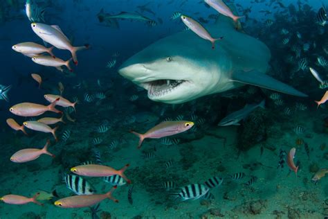 What Do Bull Sharks Eat American Oceans