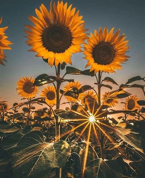 Pin By Vanessa C On Flores Nature Photography Flowers Sunflower