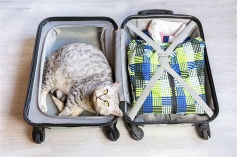 Cats Out The Bag Stowaway Cat Found In Luggage By Tsa Agents In Jfk