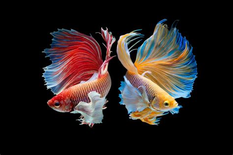 Betta Fish The Designer Fish Of The Aquatic World