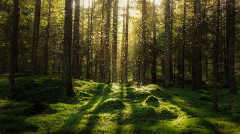 Forest Stock Photos Pictures And Royalty Free Images Istock