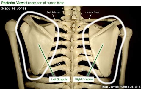 14 Best Images About Major Bones On Pinterest Ribs Pilates And Human