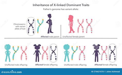 Inheritance Of X Linked Genetic Traits Scientific Infographic Vector