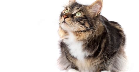 The cat may seem unusually quiet and stop responding in the usual ways. Cat stroke symptoms & treatment | eHow UK