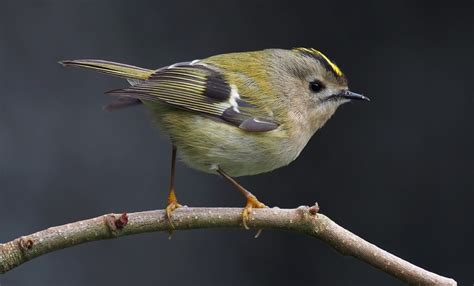 What Is The Smallest Wild Bird In Britain Unique Rare Bird