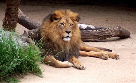 Lion Los Angeles Zoo