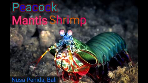 Peacock Mantis Shrimp Youtube