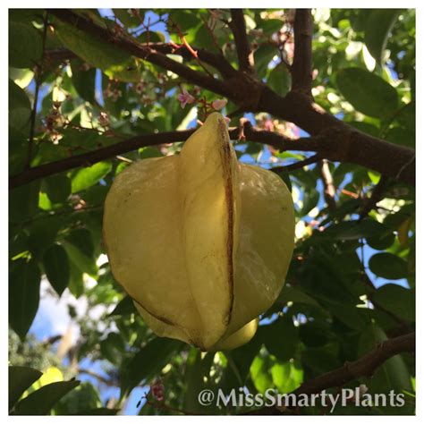 Instead, you can freeze or can your fruit. Growing Starfruit - Miss Smarty Plants