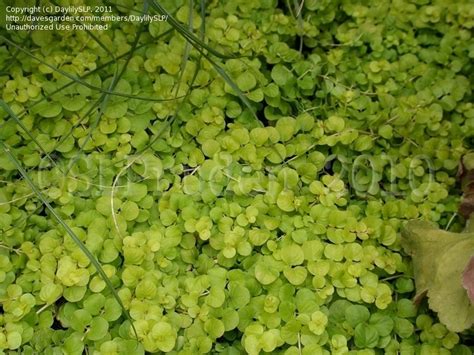 Check spelling or type a new query. PlantFiles Pictures: Golden Creeping Jenny, Gold Moneywort ...