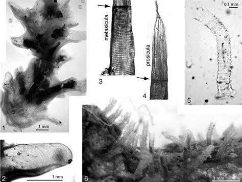 Colony Form And Structure In The Pterobranchia 1 2 Cephalodiscus