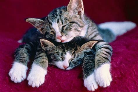 Pin By Christianne On Cat Pics Sleeping Kitten Cats Kittens Cutest