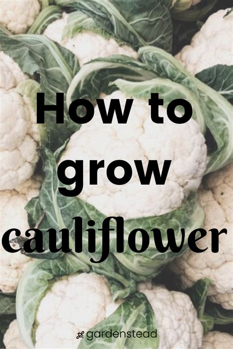 How To Grow Cauliflower Growing Cauliflower Cauliflower Growing