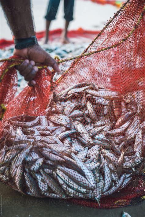 Caring A Fishnet Full Of Fish By Stocksy Contributor Ibexmedia