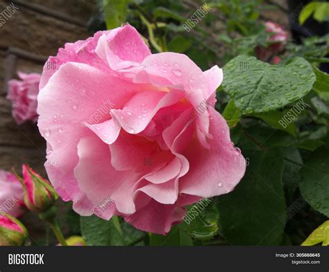 Large Pink Roses Bloom Image And Photo Free Trial Bigstock
