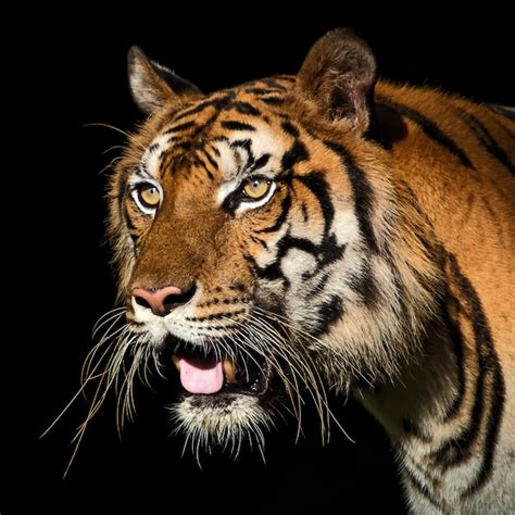 Premium Photo Portrait Of Tiger