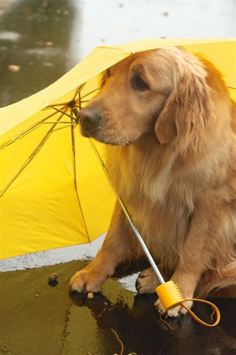 Rainy Day Funny Animal Pictures Funny Animals Dogs