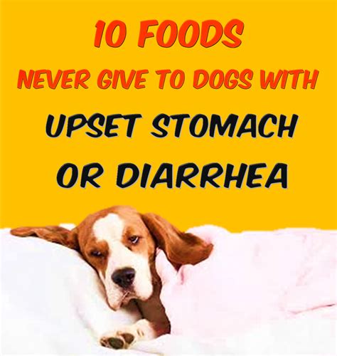 10 Human Foods Never Give To Dogs With Diarrhea Or Upset Stomach Hubpages