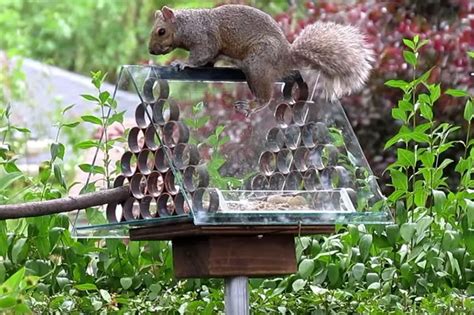 How To Build A Squirrel Proof Bird Feeder The Bird Geek