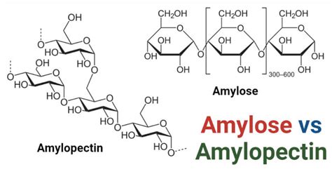 What Are Amylose And Amylopectin