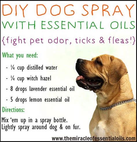 Also, should you choose to put pure neem oil on your dog's skin, you should leave it on for no more than 48 hours. DIY Essential Oil Dog Spray | Essential oil dog spray