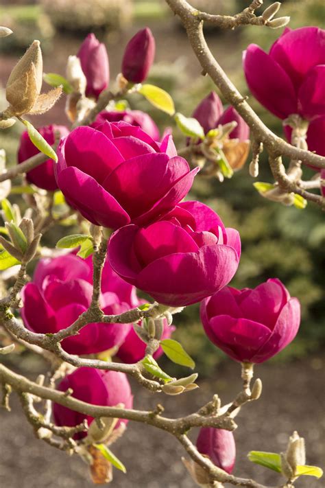 Black Tulip Magnolia Monrovia Black Tulip Magnolia Tulip