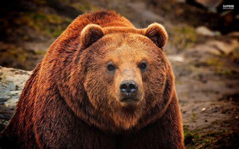 Wild Life Grizzly Bears