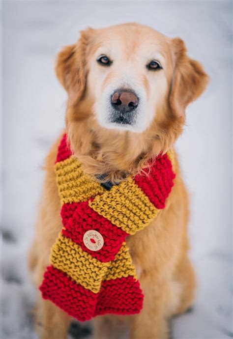 Dog Clothes Dog Scarf In Gryffindor House Colors By Pattymacknits