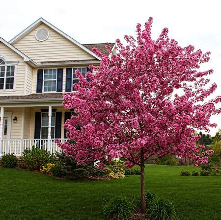 See more ideas about fast growing trees, growing tree, flowering trees. 40 best Zone 7 - Flowering - Fast-Growing-Trees.com images ...