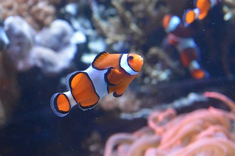 Curiosidades Sobre O Peixe Palhaço