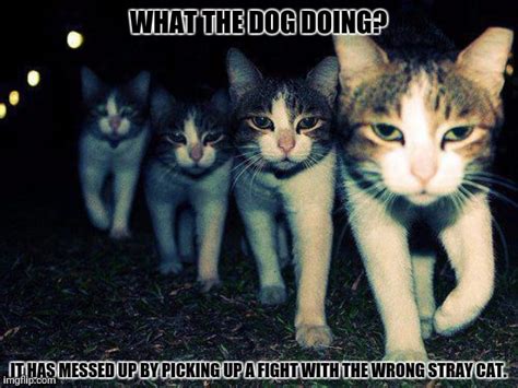 Wrong Neighboorhood Cats Meme Imgflip