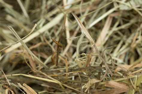 Dried Grass Hay Straw Macro Stock Photo Image Of Farming