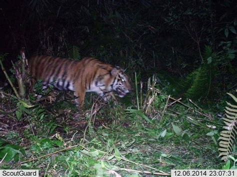Sumatran Tiger Hunting Prey Picture Of Bukit Lawang Ecotourism
