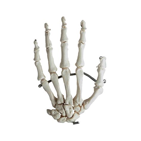 Esqueleto Da Mão Montado Em Arame Mogiglass Anatomia E Simulação