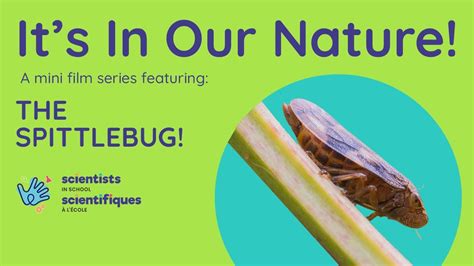 Its In Our Nature A Mini Film Series Featuring The Spittlebug Youtube