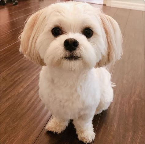 25 Maltipoo Haircuts To Make Your Puppy Even Cuter