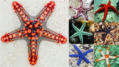 The Colorful And Bizarre World Of Starfish 1 💖 Youtube